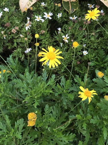 Paris Daisy