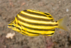 East-Australian Stripey photo 3