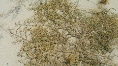 Fagonia glutinosa