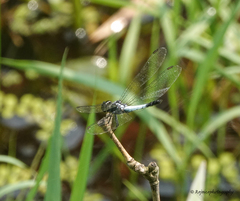 Brachydiplax farinosa