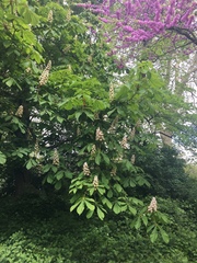 Aesculus hippocastanum