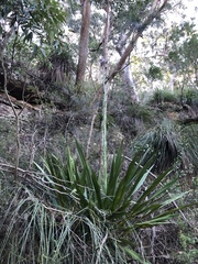 Doryanthes excelsa