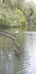 Ardea cinerea