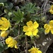 Seven-leaved Cinquefoil - Photo (c) Sebastian J. Dunkl, some rights reserved (CC BY-NC), uploaded by Sebastian J. Dunkl