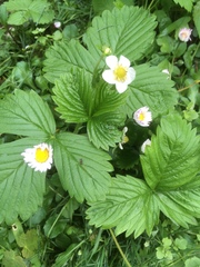 Fragaria vesca