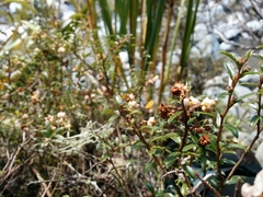Gaultheria macrostigma