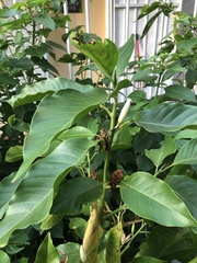 Magnolia × alba