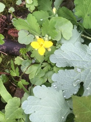 Chelidonium majus