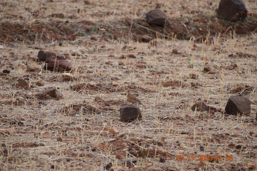 Blanford's Lark