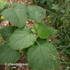 Clerodendrum chinense