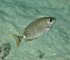 Siganus spinus