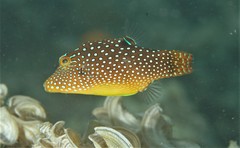 Canthigaster solandri