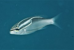 Scolopsis trilineata