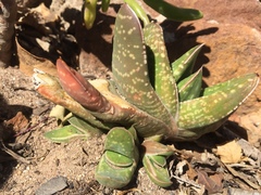 Gasteria