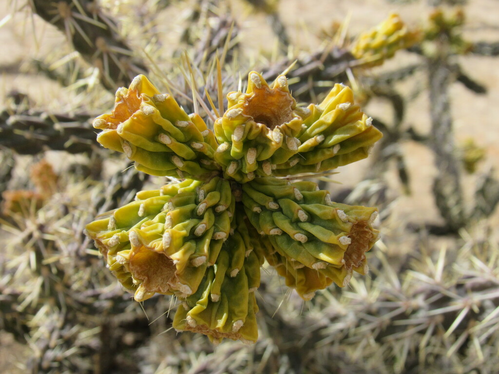 Cylindropuntia × viridiflora; photograph Anders Hastings, CC BY, iNaturalist via GBIF