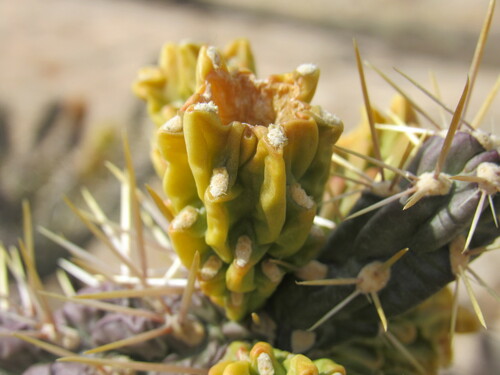 Cylindropuntia × viridiflora, photograph 1