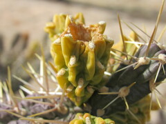 Anders Hastings, CC BY, iNaturalist via GBIF Cylindropuntia × viridiflora, photograph Anders Hastings, CC BY, iNaturalist via GBIF