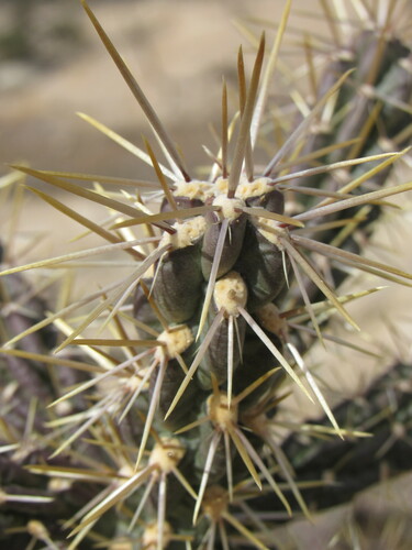 Cylindropuntia × viridiflora, photograph 2