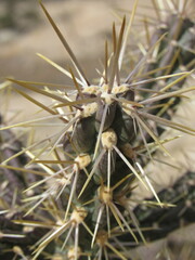 Anders Hastings, CC BY, iNaturalist via GBIF Cylindropuntia × viridiflora, photograph Anders Hastings, CC BY, iNaturalist via GBIF