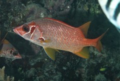 Sargocentron spiniferum