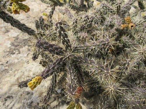 Cylindropuntia × viridiflora, photograph 3
