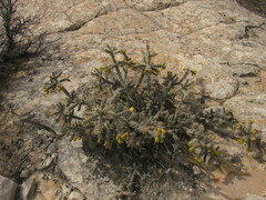 Anders Hastings, CC BY, iNaturalist via GBIF Cylindropuntia × viridiflora, photograph Anders Hastings, CC BY, iNaturalist via GBIF
