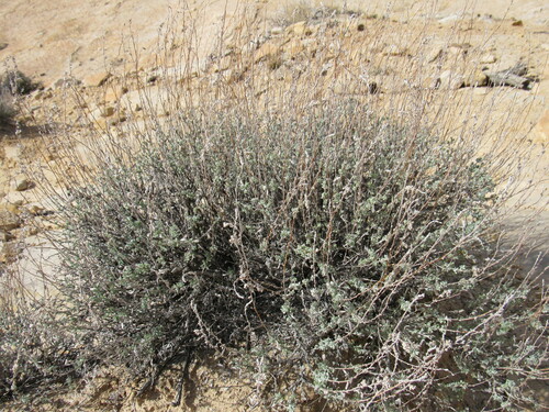 Image of Bigelow Sagebrush (Artemisia bigelovii) by (c) Anders Hastings, some rights reserved (CC BY)