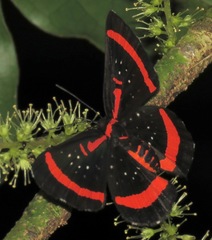 Amarynthis meneria