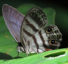 Magneuptychia fugitiva