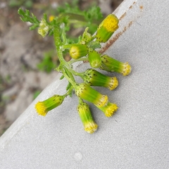Senecio vulgaris