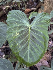 Philodendron verrucosum image
