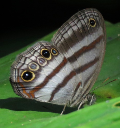Magneuptychia fugitiva · iNaturalist