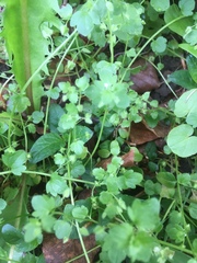 Veronica hederifolia