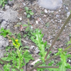 Senecio vulgaris
