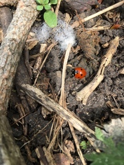 Coccinella septempunctata