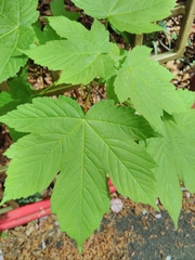 Acer pseudoplatanus