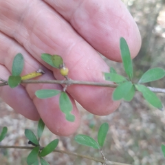 Coprosma × cunninghamii