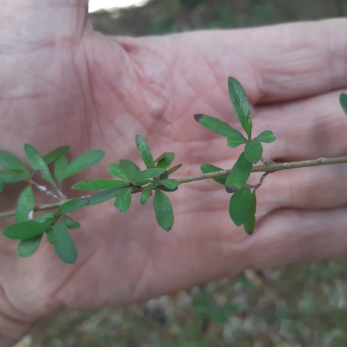 Coprosma × cunninghamii, photograph 1
