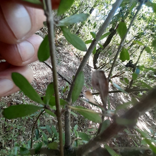 Coprosma × cunninghamii, photograph 2