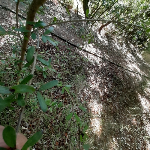 Coprosma × cunninghamii, photograph 5