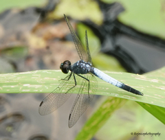 Brachydiplax farinosa