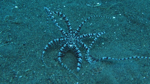 Mimic Octopus — seen at this dive site