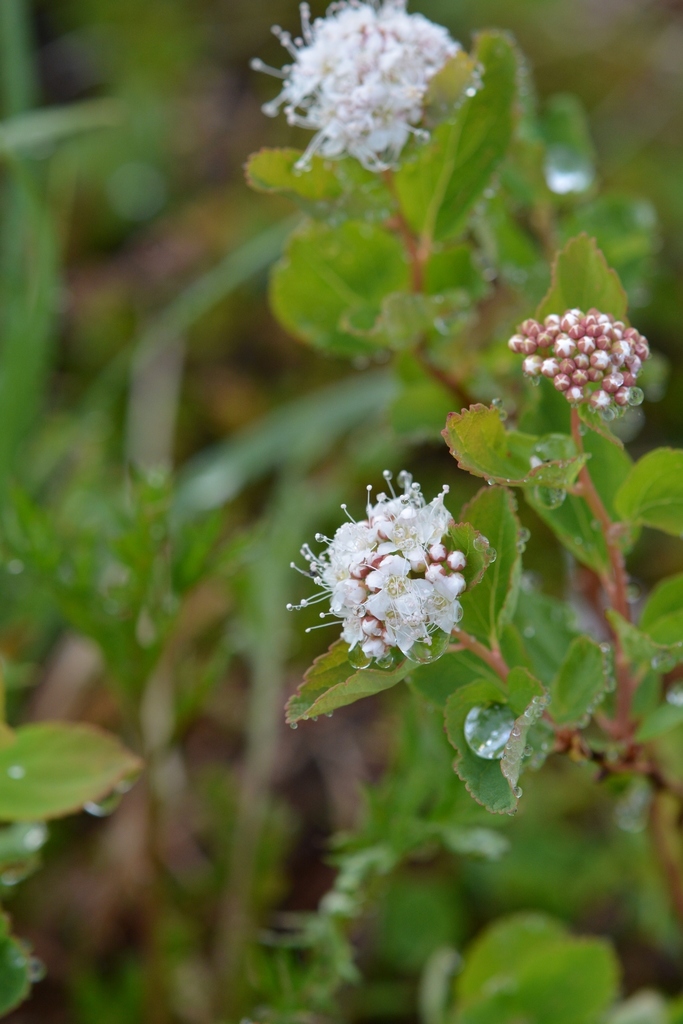 Beauverd Spirea