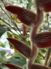 Heliconia vellerigera image