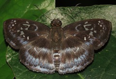 Quadrus cerialis