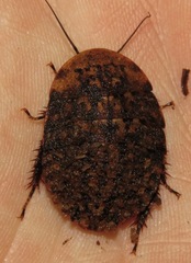 Blaberinae