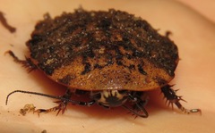 Blaberinae