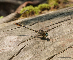 Paragomphus lineatus