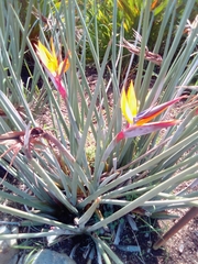 Strelitzia juncea