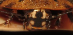 Blaberinae
